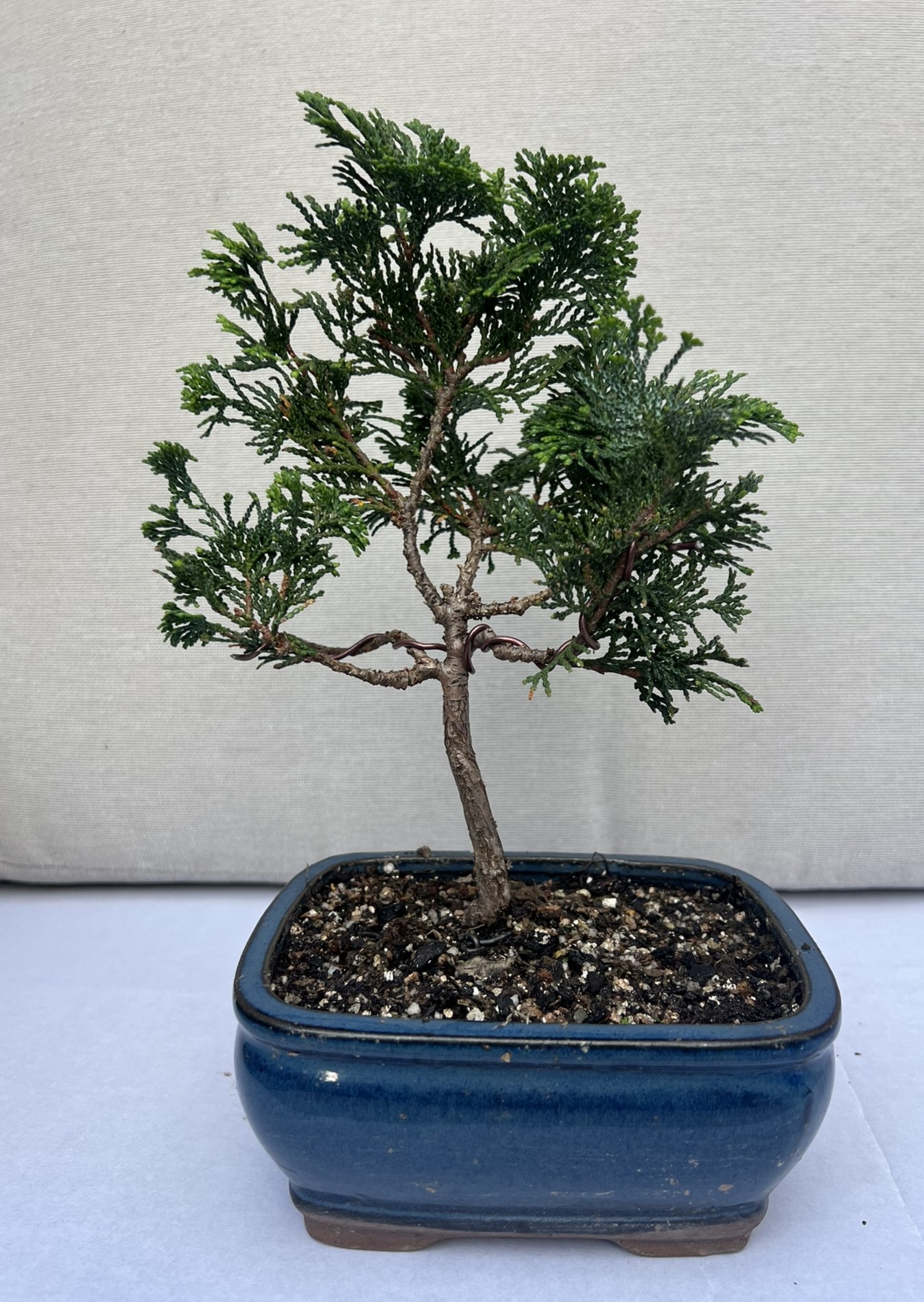 Hinoki4